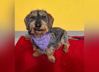 Morris, Dackel-Mix, Rüde, ca. 1 Jahr, 34 cm, 12 kg