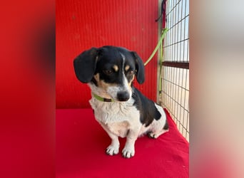 Ella, Dackel-Mix, Hündin, ca. 1 Jahr, 30 cm, 10 kg