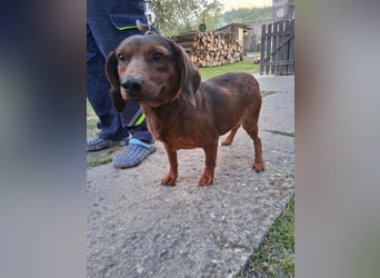 Matti, Dackel-Mix, Rüde, ca. 4 Jahre, ca. 35 cm