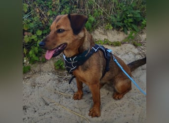 Ebby braucht ein neues Zuhause