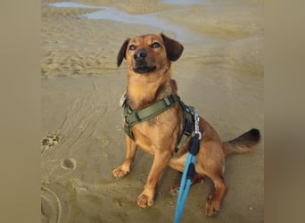 Ebby braucht ein neues Zuhause