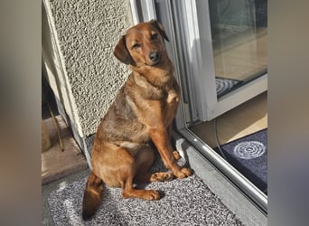 Ebby braucht ein neues Zuhause