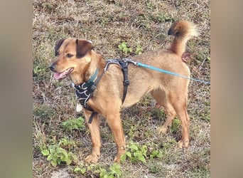 Ebby braucht ein neues Zuhause