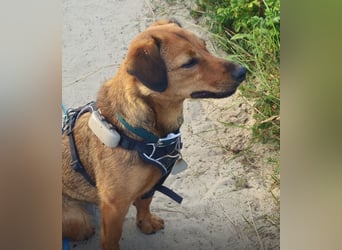 Ebby braucht ein neues Zuhause