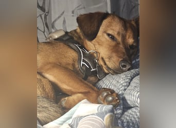 Ebby braucht ein neues Zuhause