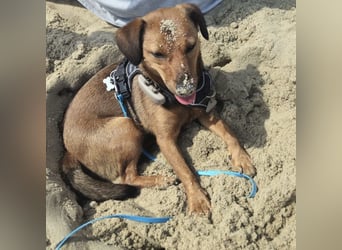 Ebby braucht ein neues Zuhause