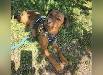 Ebby braucht ein neues Zuhause