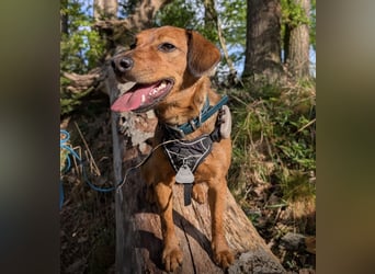 Ebby braucht ein neues Zuhause