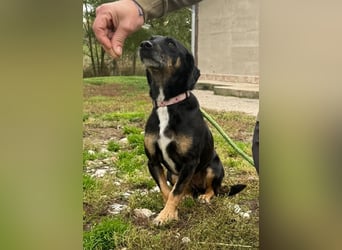 Bezaubernder Dacklemix Sofie soll endlich ein glückliches Hundeleben führen dürfen !