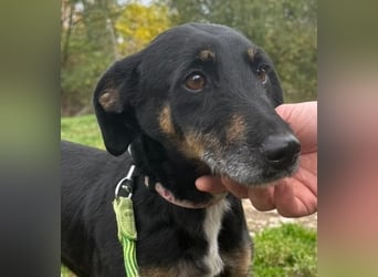 Bezaubernder Dacklemix Sofie soll endlich ein glückliches Hundeleben führen dürfen !