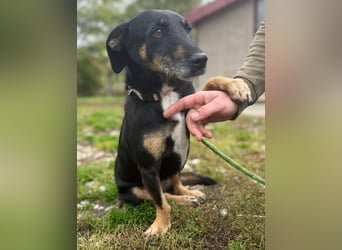 Bezaubernder Dacklemix Sofie soll endlich ein glückliches Hundeleben führen dürfen !