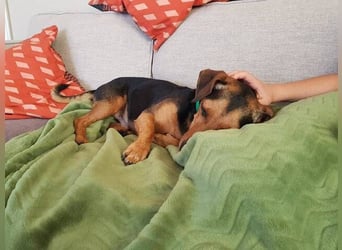 Peanut (Spanien) - sucht endlich sein Für-Immer-Zuhause – mit Menschen, die ihn verstehen