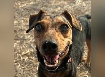 Peanut (Spanien) - sucht endlich sein Für-Immer-Zuhause – mit Menschen, die ihn verstehen