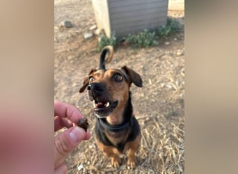 Peanut (Spanien) - sucht endlich sein Für-Immer-Zuhause – mit Menschen, die ihn verstehen