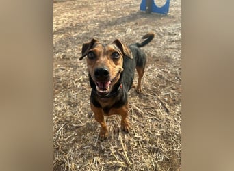Peanut (Spanien) - sucht endlich sein Für-Immer-Zuhause – mit Menschen, die ihn verstehen