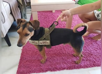 Peanut (Spanien) - sucht endlich sein Für-Immer-Zuhause – mit Menschen, die ihn verstehen