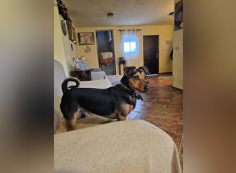 Peanut (Spanien) - sucht endlich sein Für-Immer-Zuhause – mit Menschen, die ihn verstehen