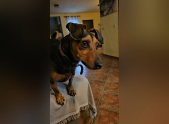 Peanut (Spanien) - sucht endlich sein Für-Immer-Zuhause – mit Menschen, die ihn verstehen