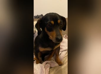 Dackelmix MIMI sucht ihre Familie!