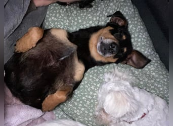 Dackelmix MIMI sucht ihre Familie!