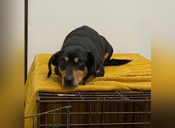 Dackelmix MIMI sucht ihre Familie!