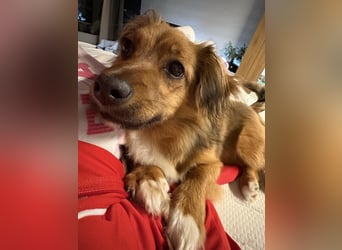 Spitz-Dackel Mix RUSTY, in Deutschland, sucht seine Familie!