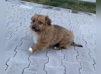 Spitz-Dackel Mix RUSTY, in Deutschland, sucht seine Familie!