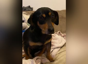 Dackelmix MIMI sucht ihre Familie!