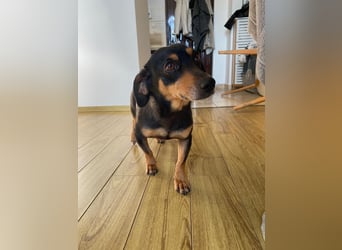 Dackelmix MIMI sucht ihre Familie!