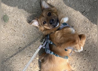 Spitz-Dackel Mix RUSTY, in Deutschland, sucht seine Familie!