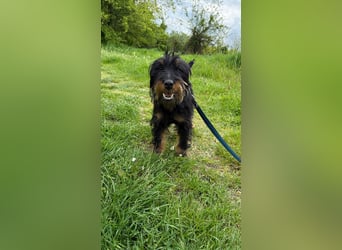 liebenswerte Mischa
