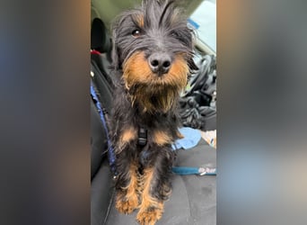 liebenswerte Mischa