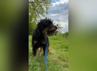 liebenswerte Mischa