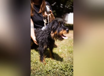 liebenswerte Mischa