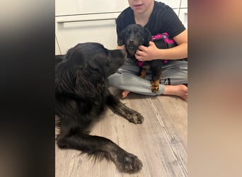 ❤️ Skadi Pflegefamilie Erkelenz