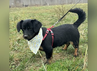 ❤️ Skadi Pflegefamilie Erkelenz