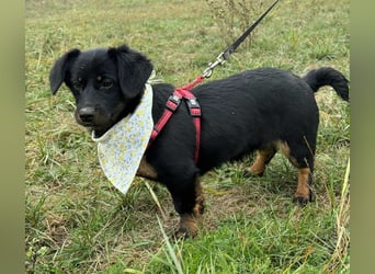 ❤️ Skadi Pflegefamilie Erkelenz