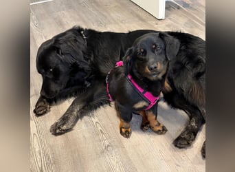 ❤️ Skadi Pflegefamilie Erkelenz