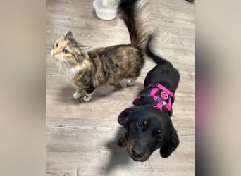 ❤️ Skadi Pflegefamilie Erkelenz