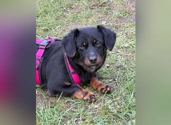 ❤️ Skadi Pflegefamilie Erkelenz