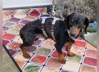 Traumhund Oszkàr sucht sein Revier