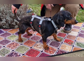 Traumhund Oszkàr sucht sein Revier