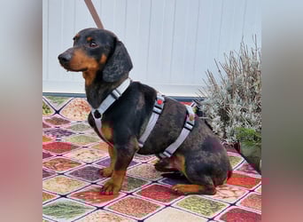 Traumhund Oszkàr sucht sein Revier