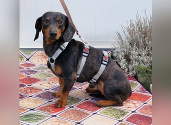 Traumhund Oszkàr sucht sein Revier