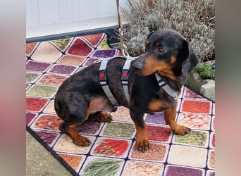 Traumhund Oszkàr sucht sein Revier