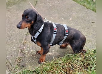 Traumhund Oszkàr sucht sein Revier