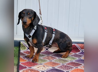 Traumhund Oszkàr sucht sein Revier