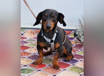 Traumhund Oszkàr sucht sein Revier