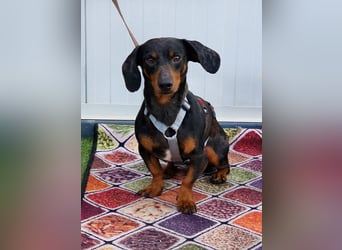 Traumhund Oszkàr sucht sein Revier