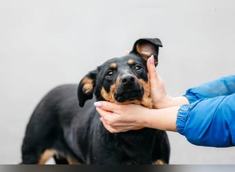 Verschmuster Rudi sucht seine Familie